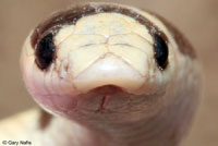 Mohave Shovel-nosed Snake 