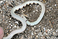 Mohave Shovel-nosed Snake 