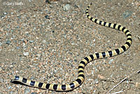 Mohave Shovel-nosed Snake 