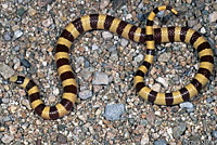 Mohave Shovel-nosed Snake 