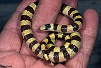 Mohave Shovel-nosed Snake 