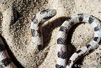 Mohave Shovel-nosed Snake 