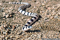 Mohave Shovel-nosed Snake 