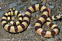 Mohave Shovel-nosed Snake 