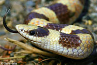 Mohave Shovel-nosed Snake 