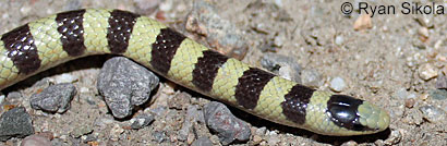 Mohave Shovel-nosed Snake 