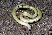 Mohave Shovel-nosed Snake 