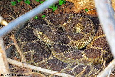 rattlesnake