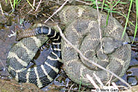 northern pacific rattlesnake