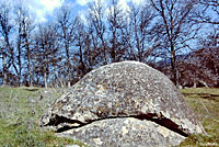 northern pacific rattlesnake habitat