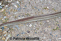 northern pacific rattlesnake