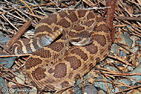 northern pacific rattlesnake