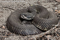 northern pacific rattlesnake