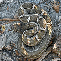 northern pacific rattlesnake