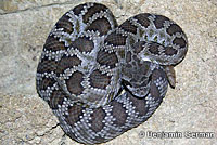 southern pacific rattlesnake