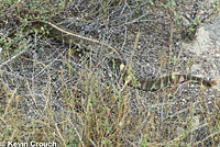 northern pacific rattlesnake