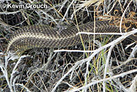 northern pacific rattlesnake