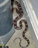 San Diego Mountain Kingsnake   