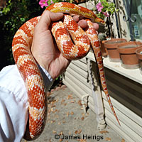 Coast Mountain Kingsnake