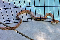 Coast Mountain Kingsnake