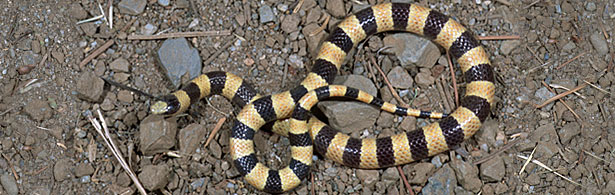 Nevada Shovel-nosed Snake