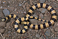 Nevada Shovel-nosed Snake