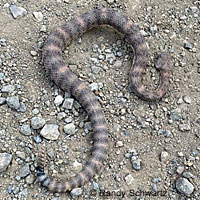 Speckled Rattlesnake