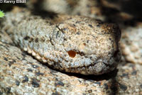 Speckled Rattlesnake