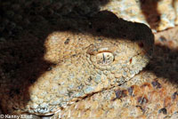 Speckled Rattlesnake