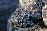 Speckled Rattlesnake