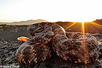 Speckled Rattlesnake