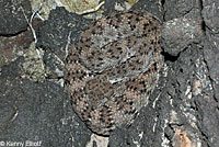 Speckled Rattlesnake