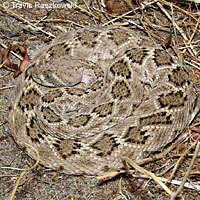 Western Diamond-backed Rattlesnake