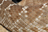 Western Diamond-backed Rattlesnake