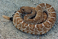 Red Diamond Rattlesnake