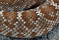 Western Diamond-backed Rattlesnake