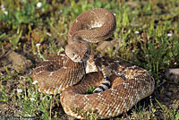 Red Diamond Rattlesnake