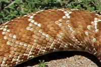 Western Diamond-backed Rattlesnake