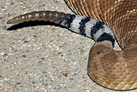 Red Diamond Rattlesnake