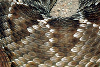 Western Diamond-backed Rattlesnake