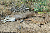 Red Diamond Rattlesnake