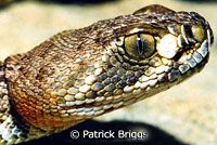 Red Diamond Rattlesnake