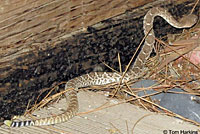 Red Diamond Rattlesnake