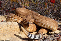 Red Diamond Rattlesnake