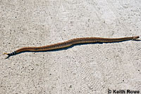 Red Diamond Rattlesnake