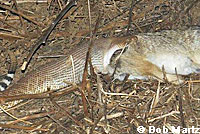 Red Diamond Rattlesnake