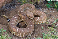 Red Diamond Rattlesnake