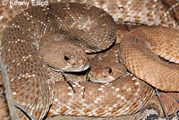 Red Diamond Rattlesnake