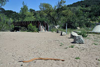 Red Diamond Rattlesnake