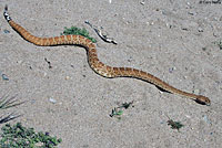 Red Diamond Rattlesnake